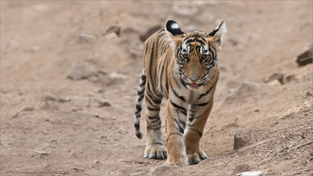 Tiger Cub in India 