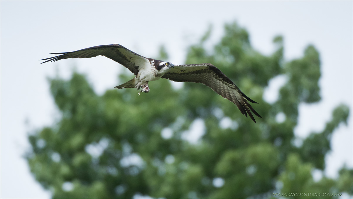Osprey in Flight with Perch 