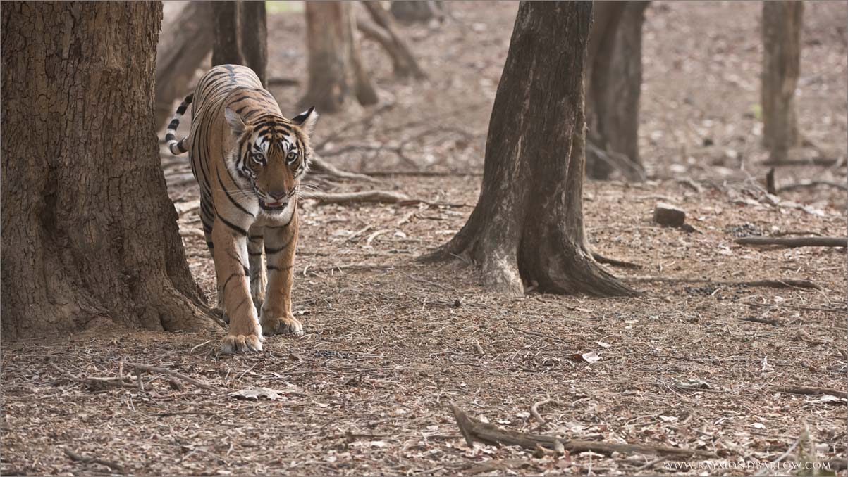 Princess Arrowhead - Female Tigress in India 