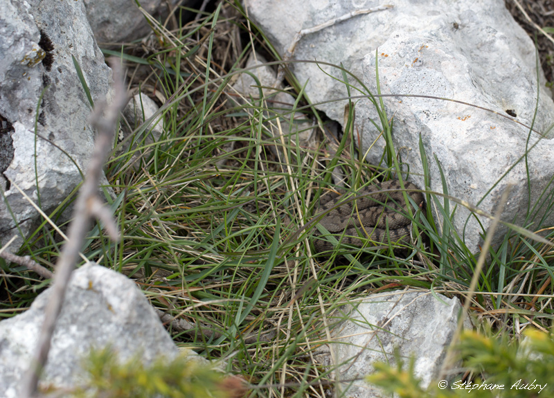 Vipre aspic des garrigues, Vipera aspis aspis