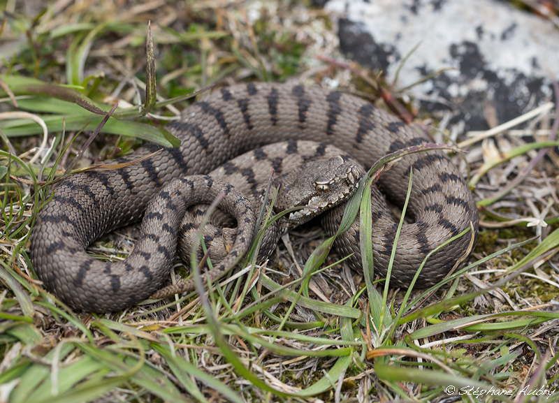 Vipre aspic des garrigues, Vipera aspis aspis