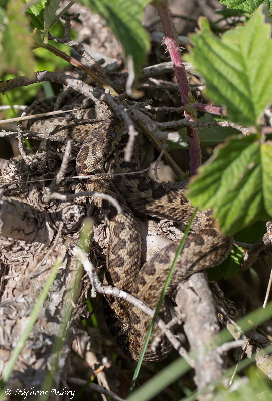 Vipre dOrsini, Vipera ursinii ursinii