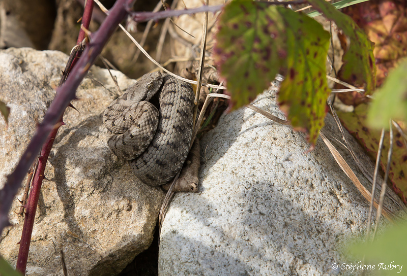 Vipre aspic, Vipera aspis aspis