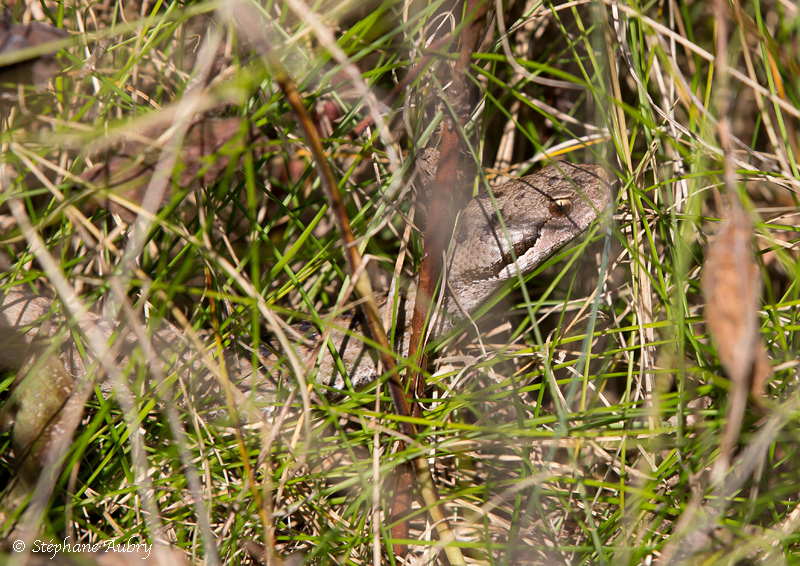 Vipre aspic, Vipera aspis aspis