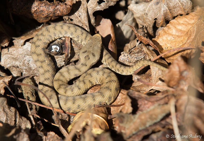 Vipre aspic, Vipera aspis aspis