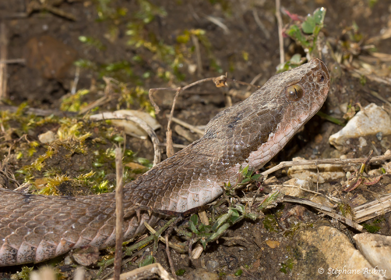 Vipre aspic, Vipera aspis aspis