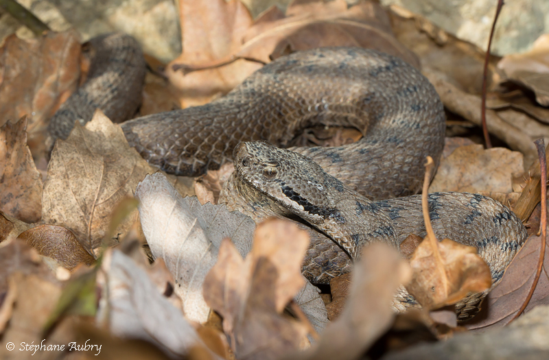 Vipre aspic, Vipera aspis aspis