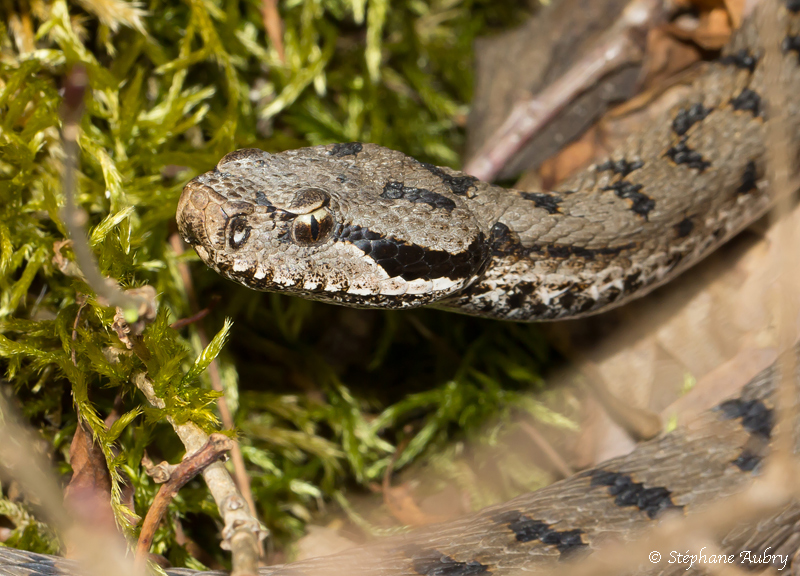 Vipre aspic, Vipera aspis aspis