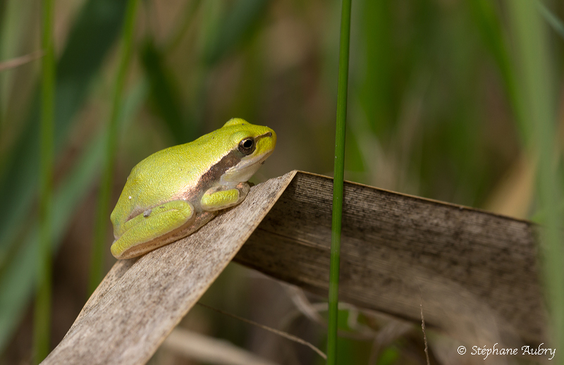 Rainette mridionale, Hyla meridionalis 
