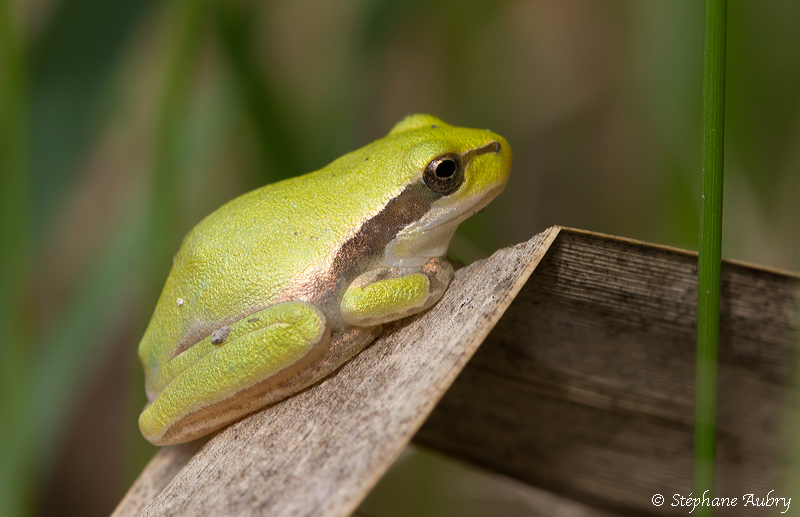 Rainette mridionale, Hyla meridionalis 