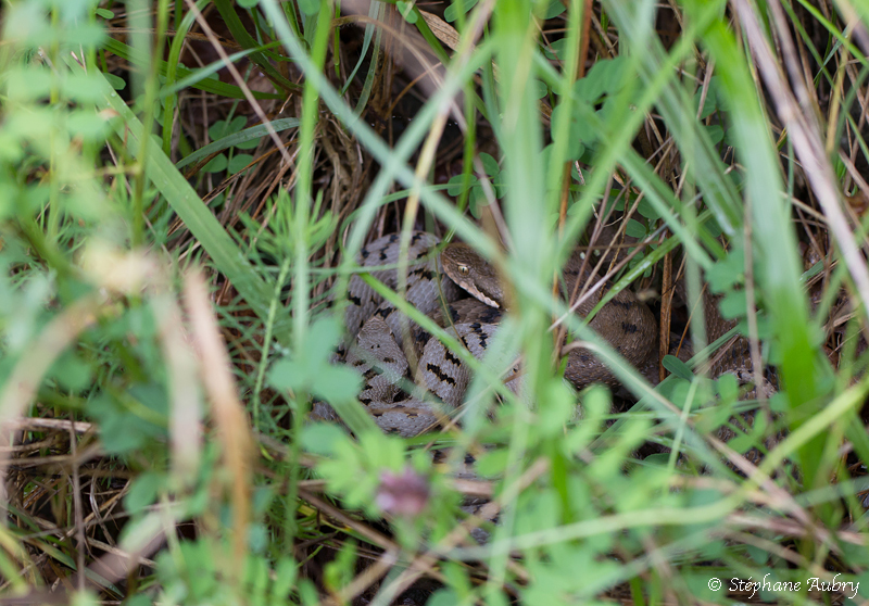 Vipre aspic, Vipera aspis aspis
