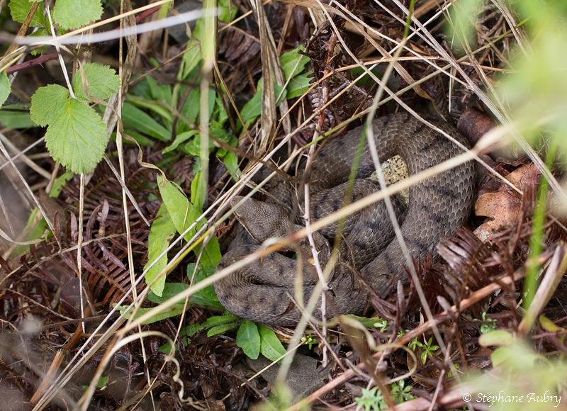 Vipre aspic, Vipera aspis aspis