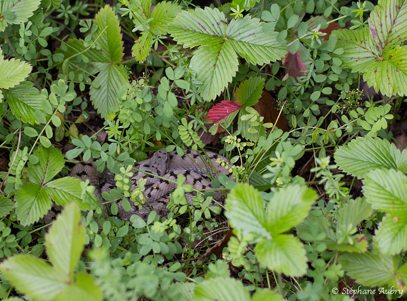 Vipre aspic, Vipera aspis aspis