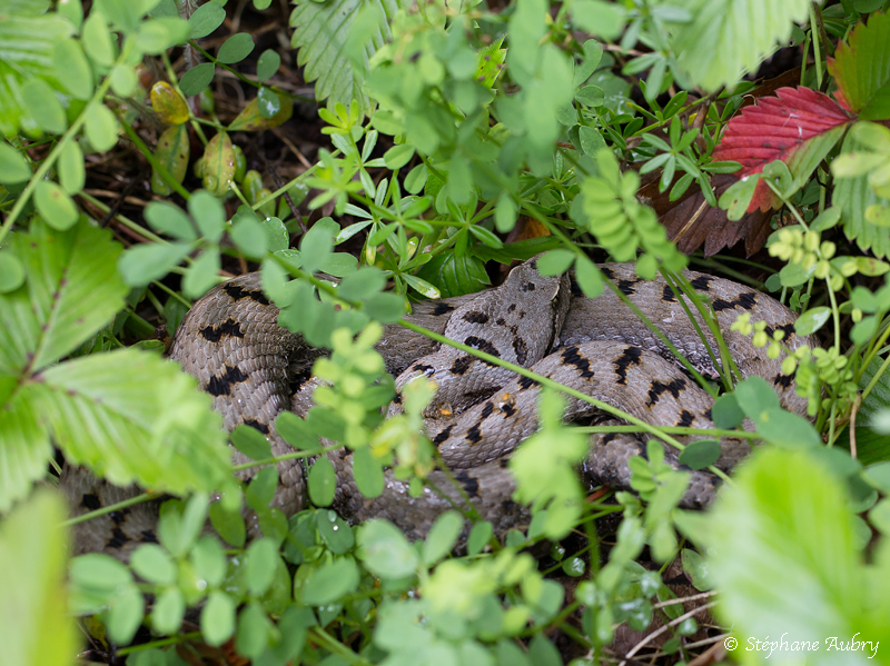 Vipre aspic, Vipera aspis aspis