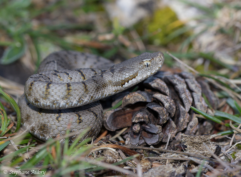 Vipre aspic des garrigues, Vipera aspis aspis