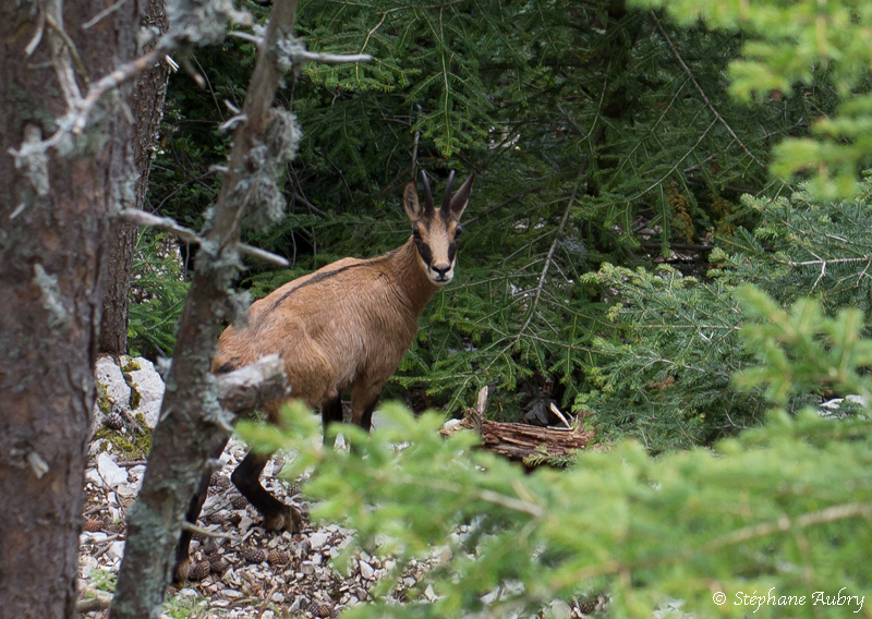 Chamois, Rupicapra rupicapra