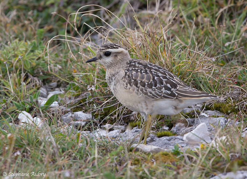 Pluvier guignard, Charadrius morinellus