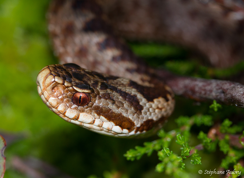 Vipre pliade, Vipera berus berus