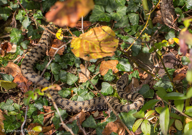 Vipre aspic, Vipera aspis aspis