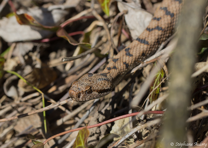 Vipre aspic, Vipera aspis aspis