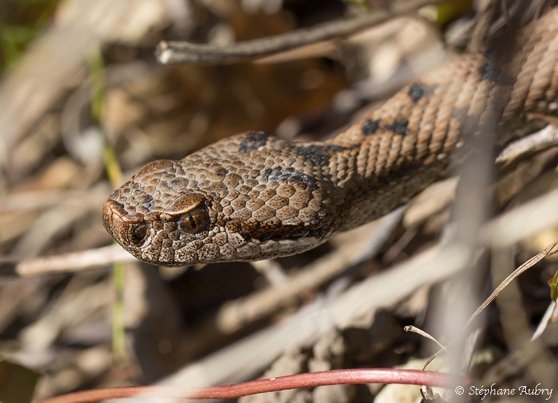 Vipre aspic, Vipera aspis aspis