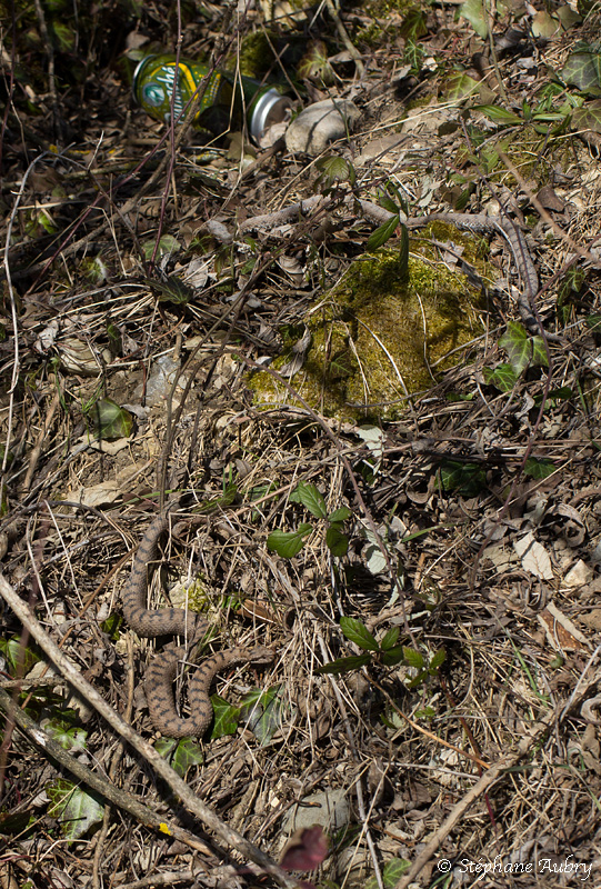 Vipre aspic, Vipera aspis aspis