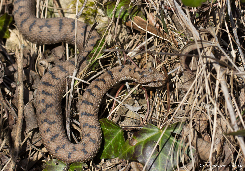 Vipre aspic, Vipera aspis aspis