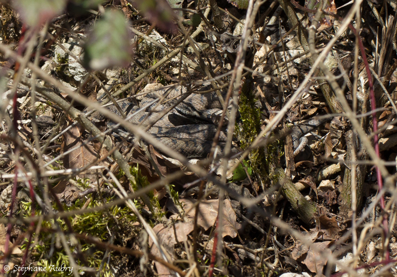 Vipre aspic, Vipera aspis aspis