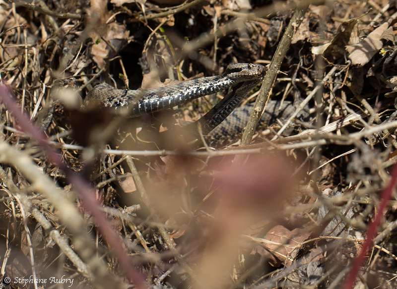 Vipre aspic, Vipera aspis aspis