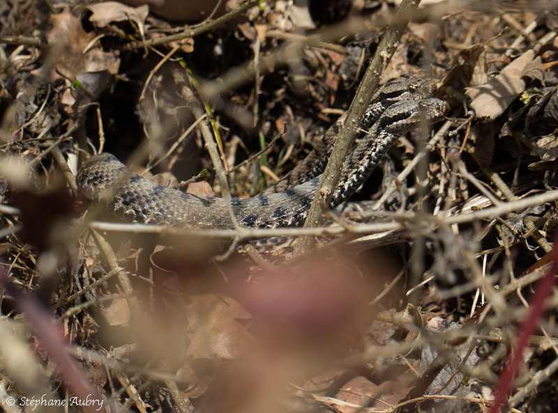 Vipre aspic, Vipera aspis aspis