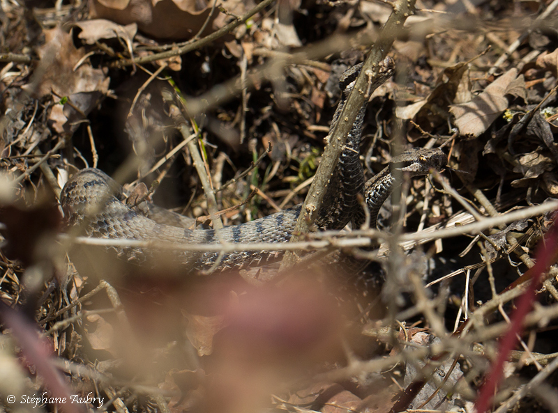 Vipre aspic, Vipera aspis aspis