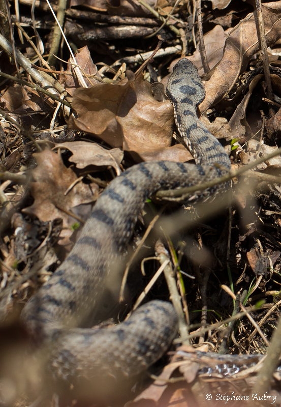 Vipre aspic, Vipera aspis aspis
