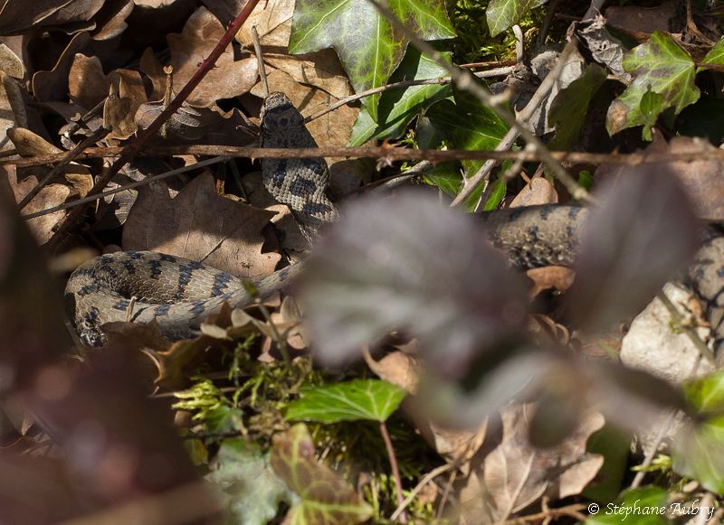 Vipre aspic, Vipera aspis aspis