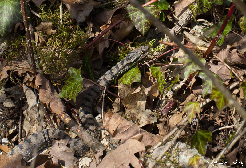 Vipre aspic, Vipera aspis aspis