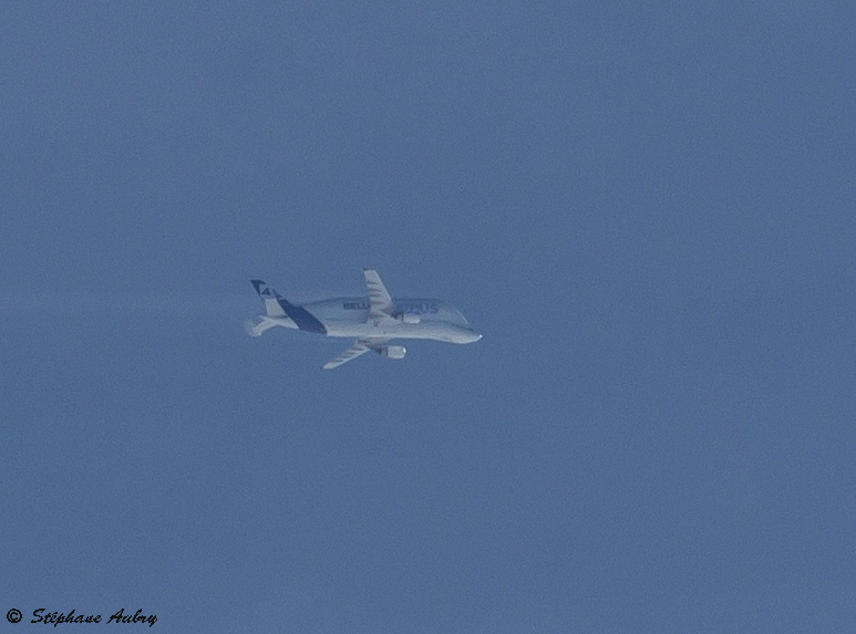 Airbus A300-608ST Beluga (Dolphin 4)
