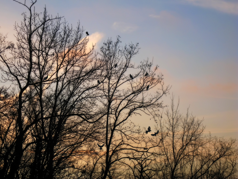 Sunset birds...