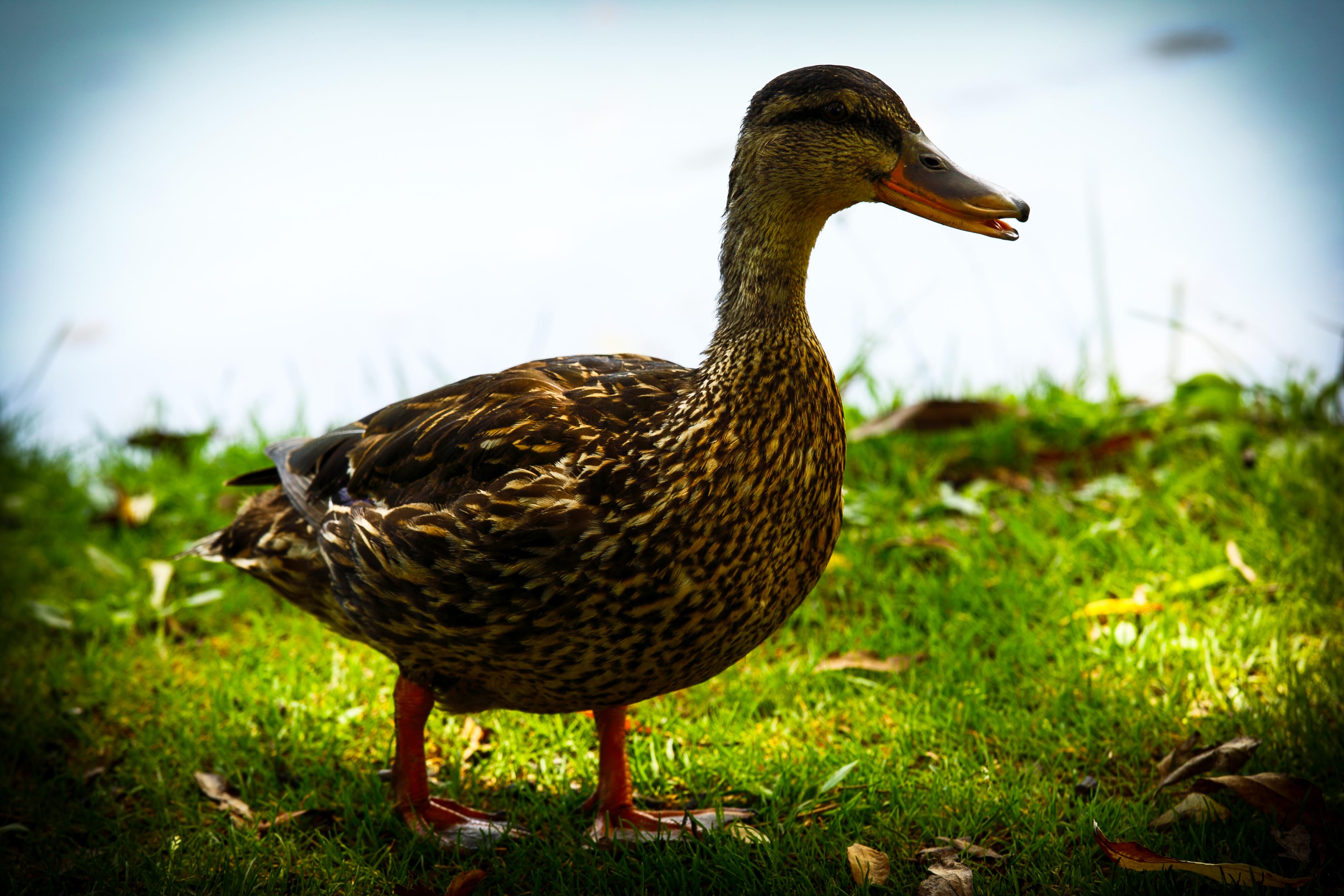 Quack Quack