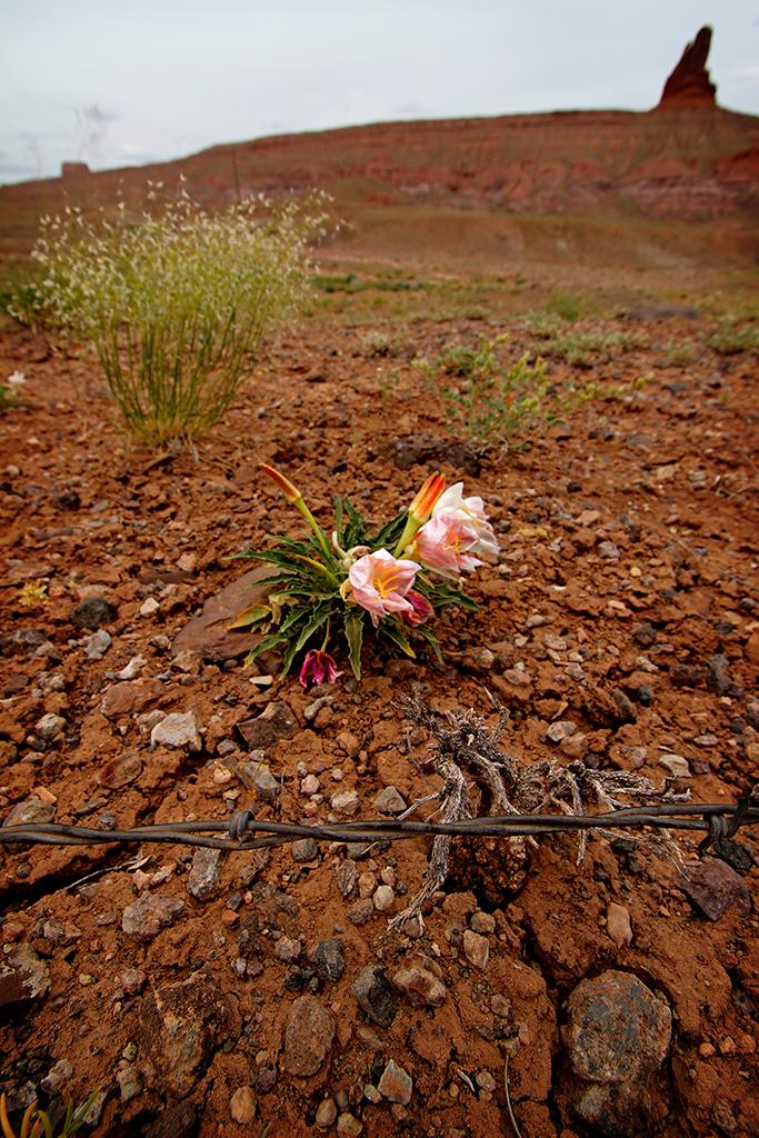 Escaping Flower Near Arizona Border