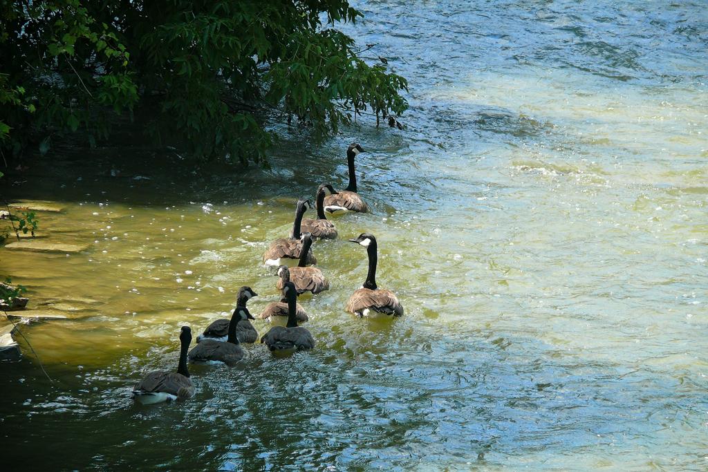 Canada Geese, Summer, Humber River, Rowntree Mills Park, Toronto, Ontario