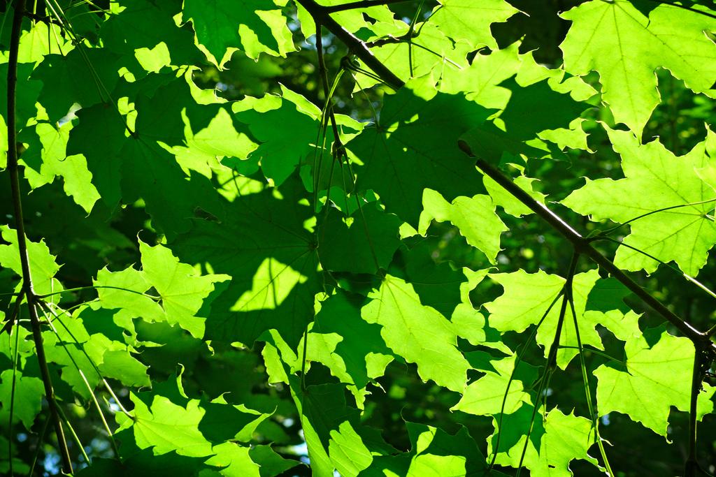 Summer, Rowntree Mills Park, Toronto, Ontario