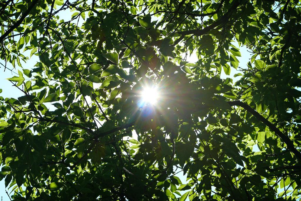 Summer, Rowntree Mills Park, Toronto, Ontario