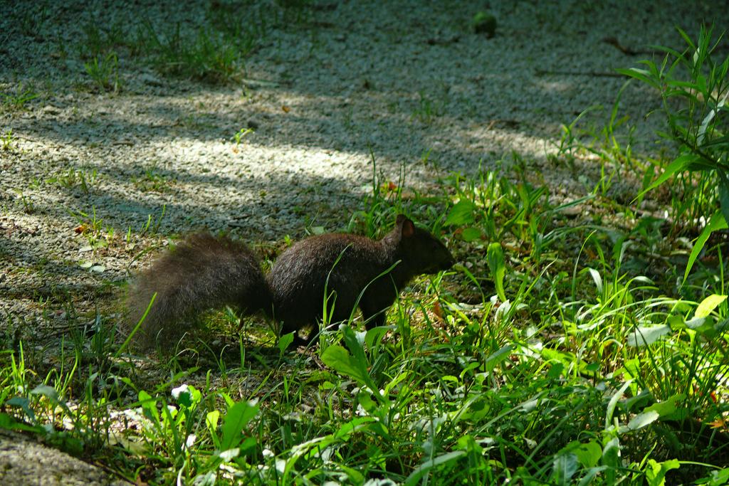 Summer, Rowntree Mills Park, Toronto, Ontario