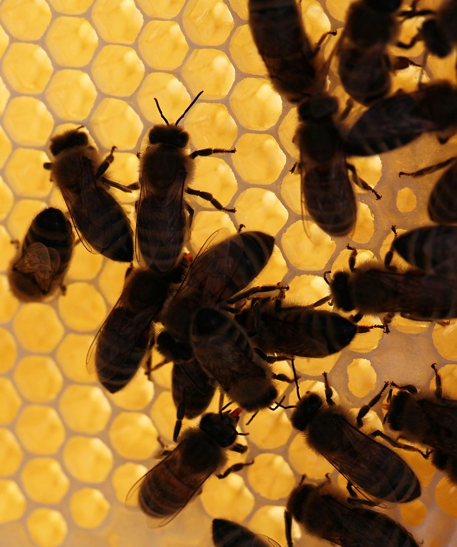 In the hive