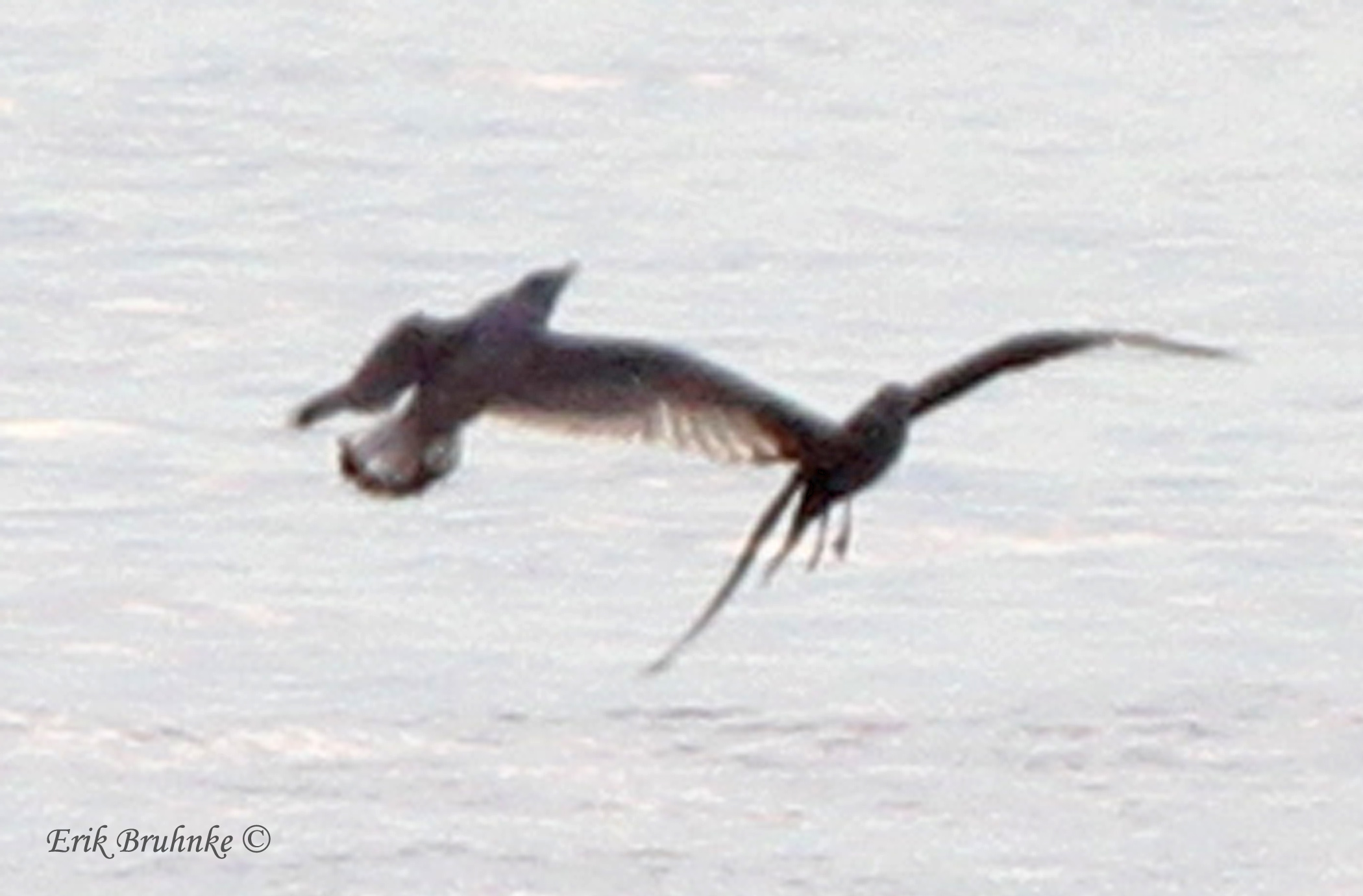 Long-tailed Jaeger