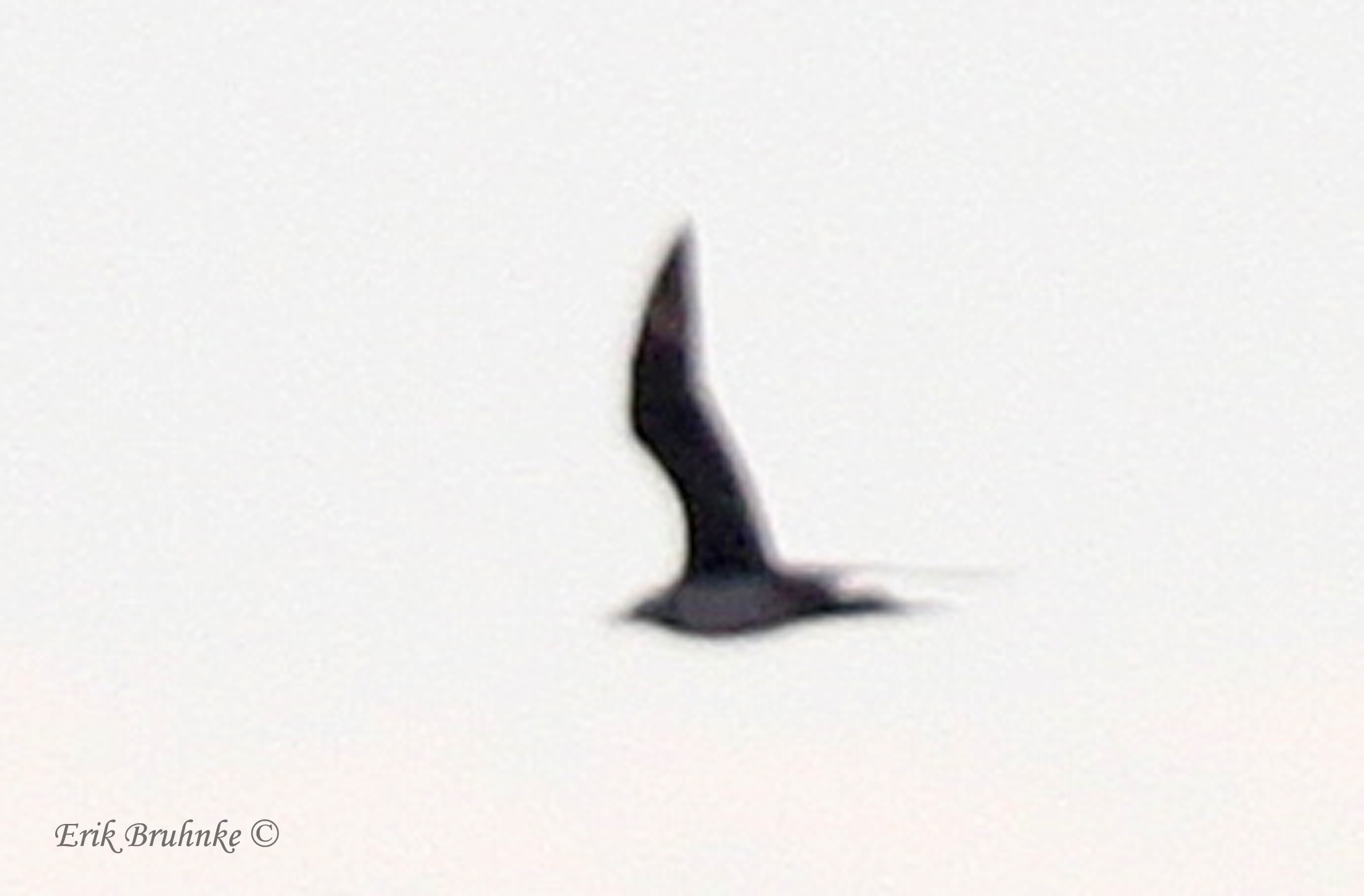 Long-tailed Jaeger