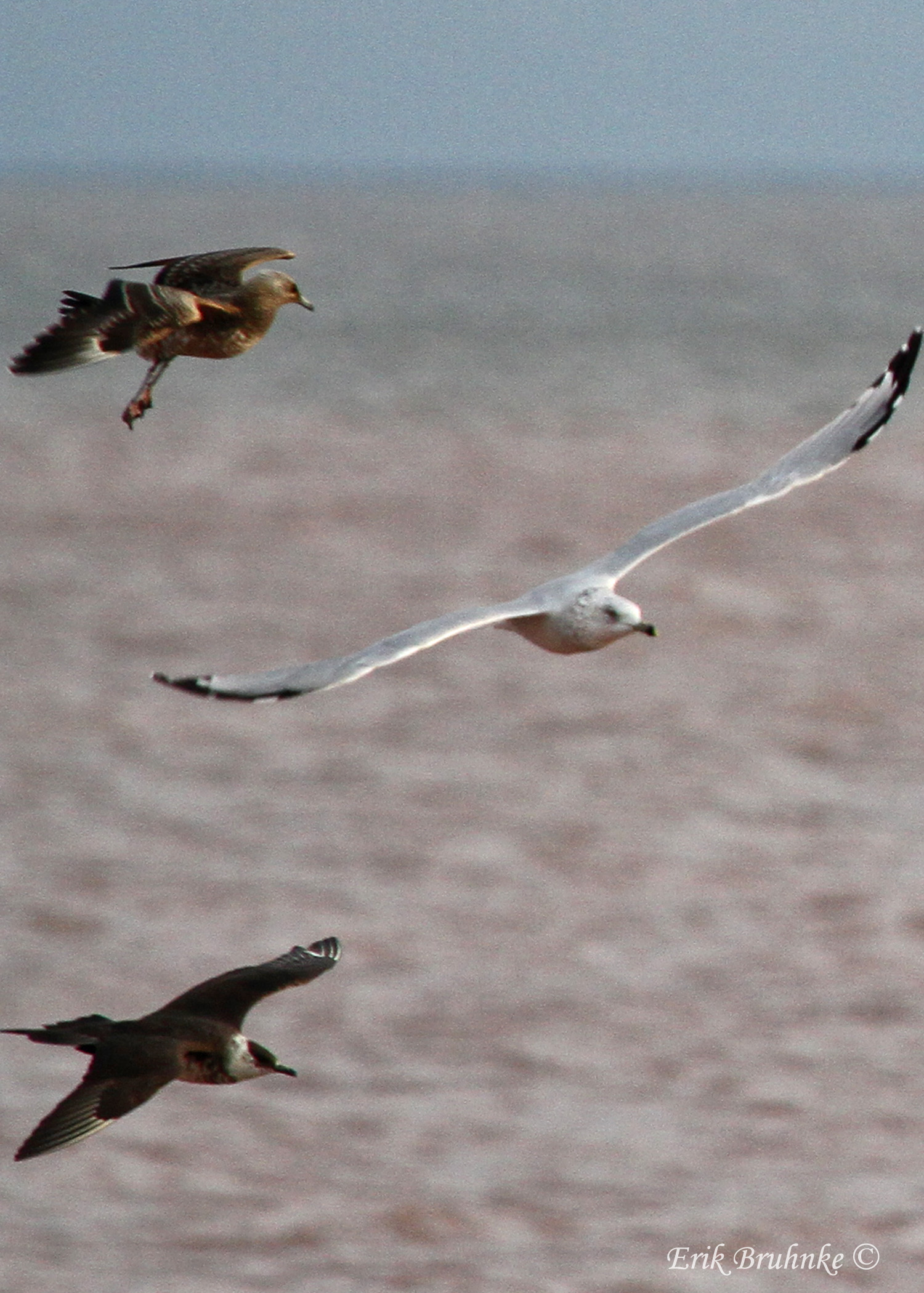 Parasitic Jaegers (juvenile above, sub-adult below)