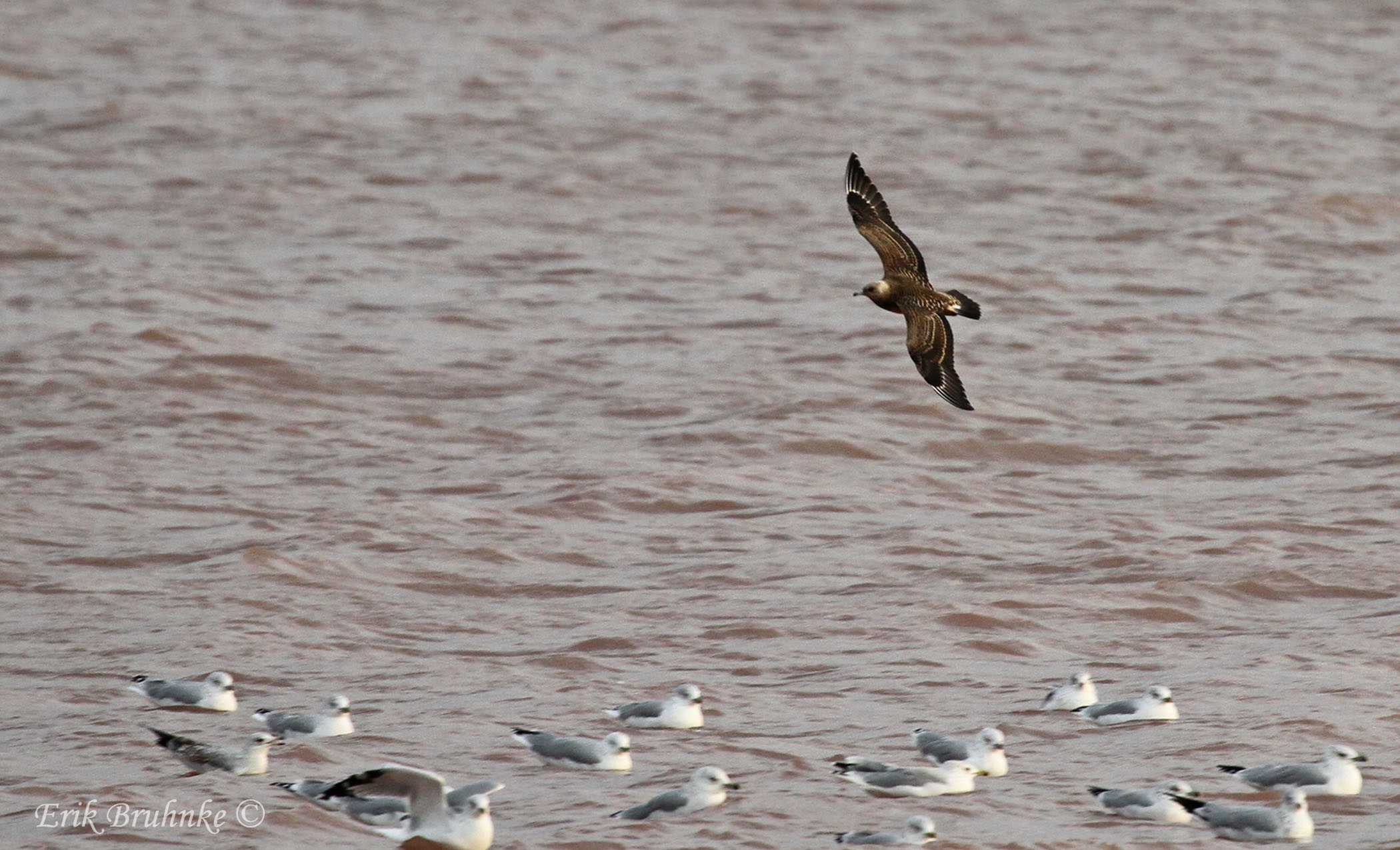 Juvenile Parsitic Jaeger coming-in for the gulls