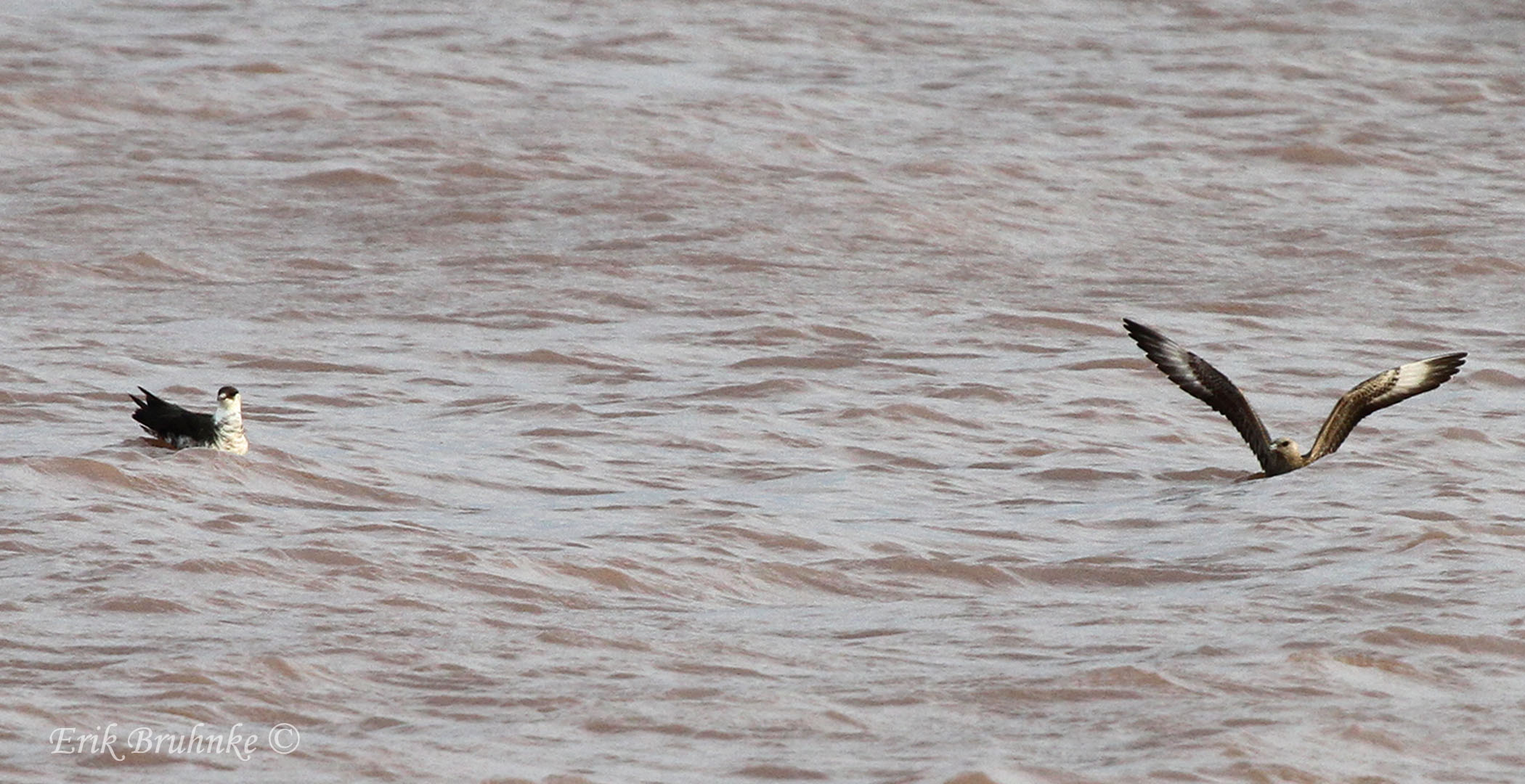 Parasitic Jaegers hanging out, and having their own Jaegerfest