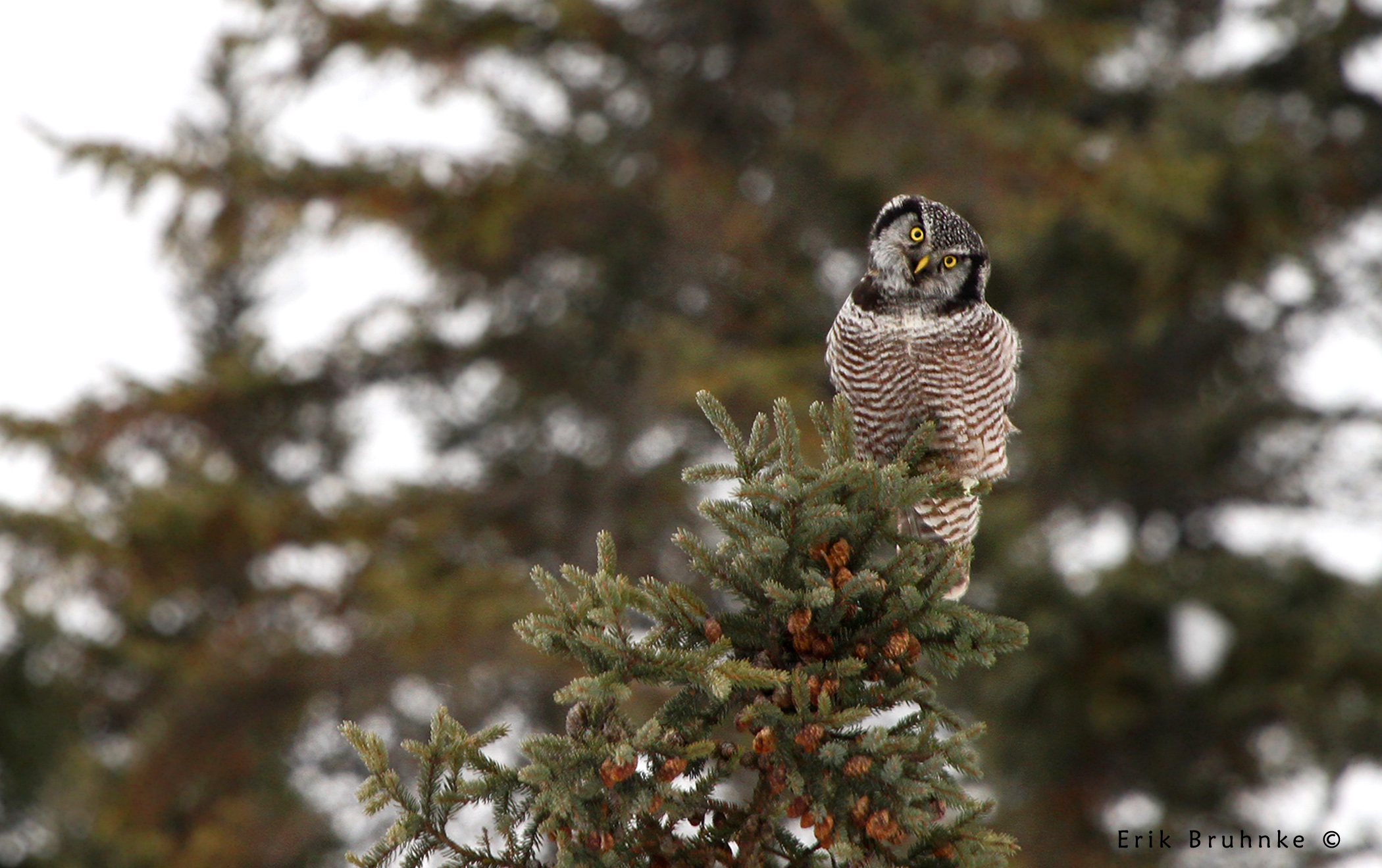 Northern Hawk Owl