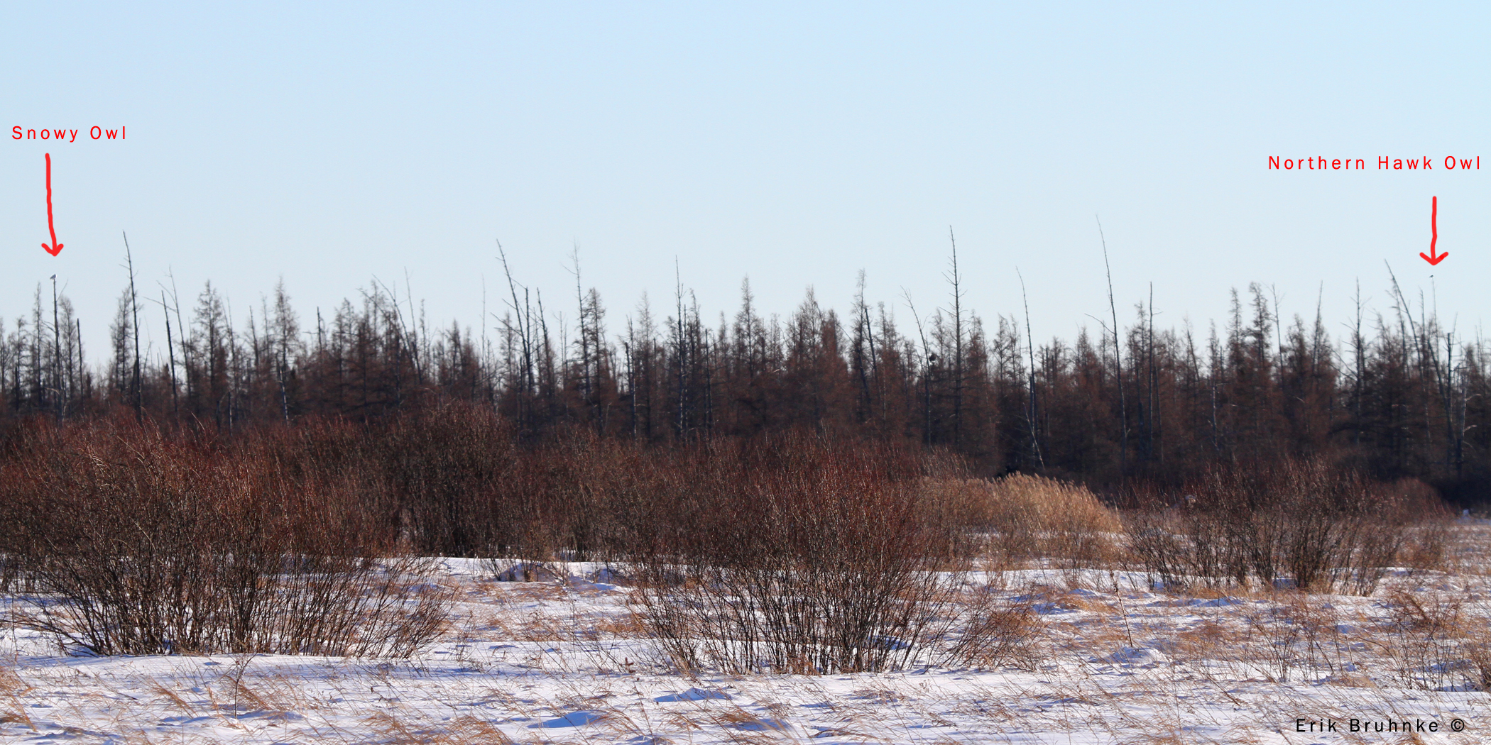 Two Owls. One Field.